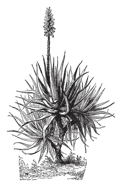 这张照片显示的是芦荟植物 这个植物非常致密 茎厚圆形 叶子是棘手的 厚实和密集 复古线绘画或雕刻例证 — 图库矢量图片