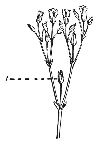 マウス 耳ハコベは涼しい季節の多年生の植物です 葉が小さく 毛と緑 ビンテージの線描画や彫刻イラストです — ストックベクタ