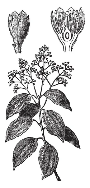 图片显示肉桂植物的分支与花和叶子 它是一种产生肉桂的植物 如香料 油和调味料 复古线画或雕刻插图 — 图库矢量图片