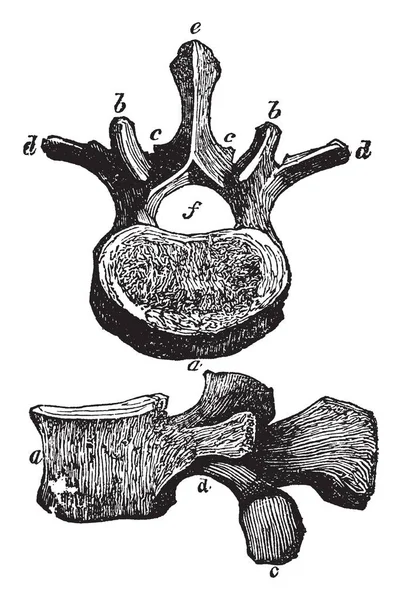 Esta Ilustração Representa Vertebra Dos Lombos Desenho Linha Vintage Gravura —  Vetores de Stock