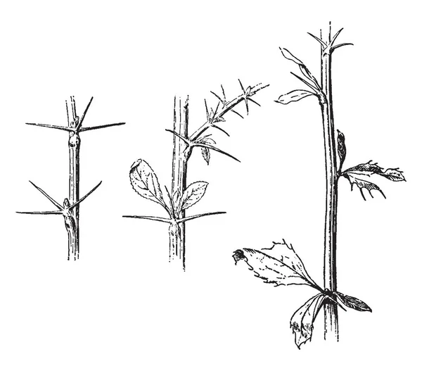 Рисунке Три Тернистых Ветви Левом Стебле Листа Листья Имеют Крошечную — стоковый вектор