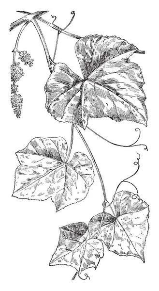 Eine Illustration Des Teils Der Blume Blatt Blütenblätter Der Narzisse — Stockvektor