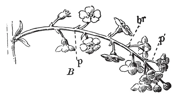 Cette Image Montre Une Branche Les Fleurs Sont Petites Les — Image vectorielle