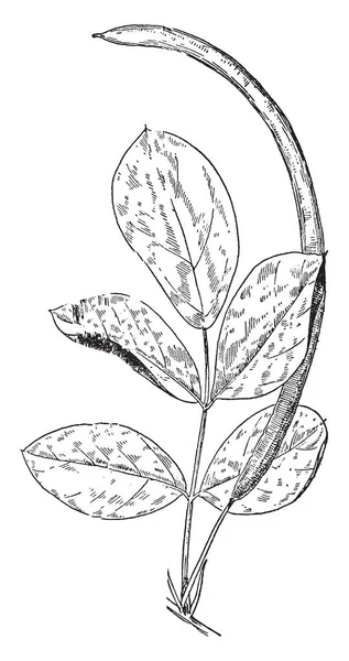 一张图片显示的是太阳马刺植物 它属于海草或刺五加科氏 叶子是小的 椭圆形的 锋利的边缘 并有头发上的茎 复古线画或雕刻插图 — 图库矢量图片