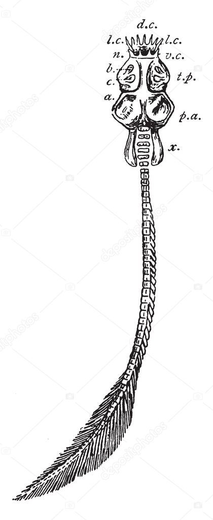 Palaeospondylus Gunni in which Cirri of dorsal margin, vintage line drawing or engraving illustration.