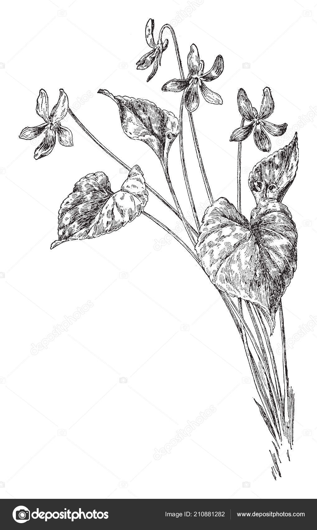Blue Violet Viola Papilionacea Herbaceous Perennial Plant Found Mainly North Stock Vector C Morphart 210881282