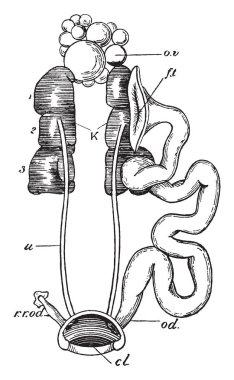 Güvercin, vintage çizgi çizme veya oyma illüstrasyon kadın idrar organları.