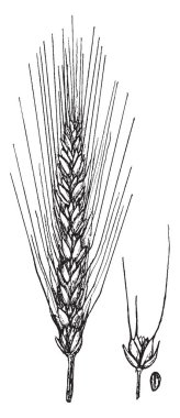 Bu buğday mahsulünün en üst kısmına buğday kulak, vintage çizgi çizme veya oyma illüstrasyon deniyor..