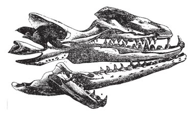 Mosasaurs, vintage çizgi çizme veya oyma illüstrasyon cins Mososaurus kafatası.