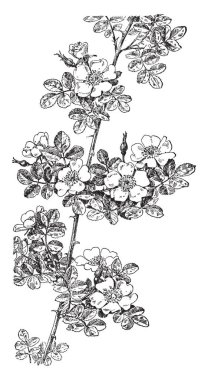 Bu yaprak şeklinde böbrek görüntüsüdür. Bu yaprak os kalın ve yuvarlak şekilli. Kısa ve yuvarlak, vintage satır çizim veya gravür illüstrasyon sap olduğunu.