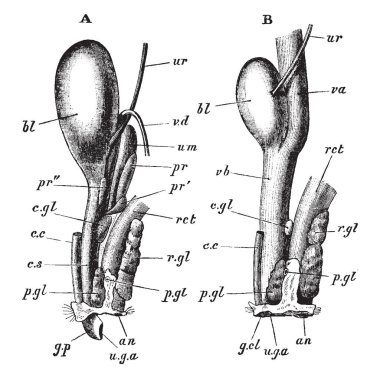 Erkek ve dişi sol tarafında, vintage çizgi çizme veya oyma illüstrasyon ürogenital organları.