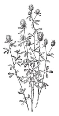 S. serrata Scullcap yaprak ve çiçek bir resmi gösteriyor. Yaprakları düz, dar, yarık ya da iki lob ve çiçek arasında mor, Çan şeklinde. Nane Aile, vintage çizgi çizme veya oyma illüstrasyon ait.