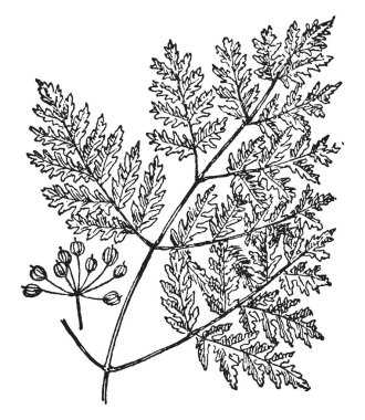 Zehir Hemlock dalı resim gösterir. Bu da Conium Maculatum denir. Çok zehirli ve ev ile ilgili hayvan bitki az miktarda yiyerek zehirlenmiş. Beyaz çiçekler, vintage çizgi çizme veya oyma resimde bulunan.