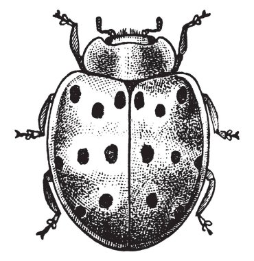 Bir adam yaymak bacakları, dirsek ve çekerek ayakta her iki silah altında bacaklarını weights. Her iki ellerini birleştirilir ne zaman o ağırlıkları, vintage çizgi çizme veya oyma illüstrasyon çekmek.