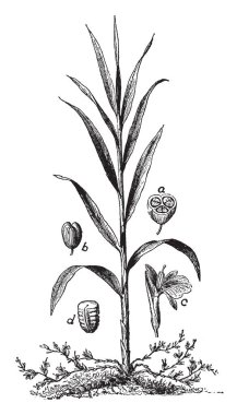 Kakule aromatik kapsüler bir Hint bitki (Elettaria cardamomum) kullanılan bir baharat ya da çeşni olarak ve tıp, vintage çizgi çizme veya oyma illüstrasyon tohumları ile zencefil ailenin meyvesi.