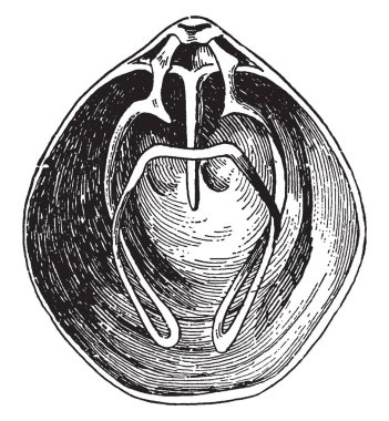 Brachiopod olan bir grup alt ve üst yüzeyleri, vintage çizgi çizme veya oyma illüstrasyon zor vanaları var lophotrochozoan hayvanların.