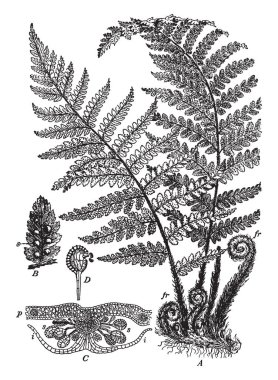 Fern Sporlar küçük genetik üsleri yeni bitkiler, vintage çizgi çizme veya oyma illüstrasyon için vardır.