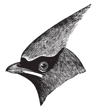 Bir orta ölçekli ve çoğunlukla kahverengi ya da gri, çizim veya şekil oyma vintage çizgi sedir kuştur.