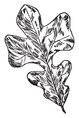 V. Palmata ahşap violet çok yıllık bir kır çiçeği olarak da bilinen olduğunu Illinois güney yarısında bulunan düşük Bazal yaprakları, ara sıra bir rozet oluşur. Nisan-Mayıs, vintage çizgi çizme veya oyma illüstrasyon çiçekler çiçek.