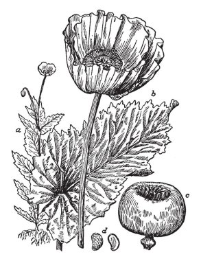 Friedrich Froebel, 1782-1852, o bir Alman eğitimci ve reformcu, vintage çizgi çizme veya oyma illüstrasyon yapıldı.