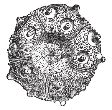 Cidaris coronata olarak da bilinen türban echinus Fransa ve İngiltere'de bulundu. Bir düz base kez içbükey, hangi ağız yer alır, vintage çizgi çizme veya oyma illüstrasyon vardır.