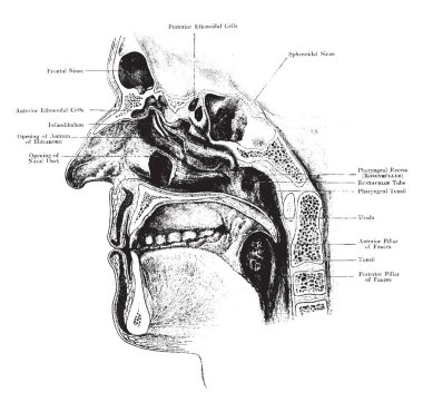 Bu resimde açıklıklar aksesuar sinüsler, vintage çizgi çizme veya oyma illüstrasyon ile burun boşluğuna temsil eder..