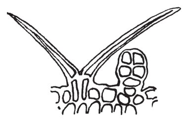 Yüksükotu çiçek bir trompet gibi neredeyse beş yaprakları şeklinde. Yüksükotu çiçek bir tüp, vintage çizgi çizme veya oyma illüstrasyon erimiş.