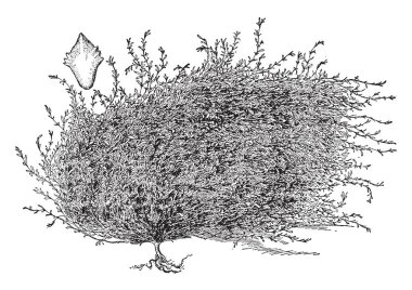 Tapınak anlatı temizlik tüccarlar ve tapınağın para değiştiriciler kovma İsa'nın söyler ve tüm dört kanonik İncil'e Yeni Ahit, vintage çizgi çizme veya oyma illüstrasyon içinde oluşur.