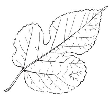 Bir işçi Myrmica, vintage çizgi çizme gıdalardan soliciting veya illüstrasyon oyma karınca Konuk.