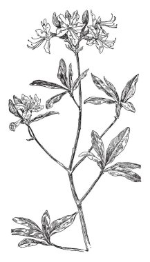 Pinxter çiçek, çalı heath ailesindeki bir türdür. Bu türün gösterişli pembe çiçekler baharda üretir. Parlak yeşil ve üçle, vintage çizgi çizme veya oyma illüstrasyon yapraklar.