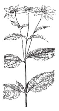 İğ kök gösterilen bu görüntüde. Kökleri yeraltı büyüyor. Kökleri türü vardır. Yuvarlak, vintage çizgi çizme ya da oyma illüstrasyon.