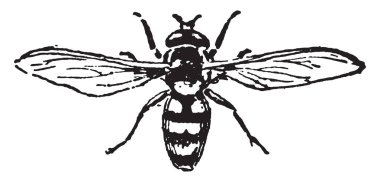 Bir resim L. Carolinianum, gösterilen Linum anlamına gelir carolinianum. Keten Aile, Ketengiller, vintage çizgi çizme veya oyma illüstrasyon ait.