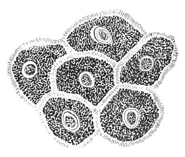 Kaldırım epitel, vintage çizgi çizme veya oyma illüstrasyon orta katmanlardan pürüzlü hücreleri.