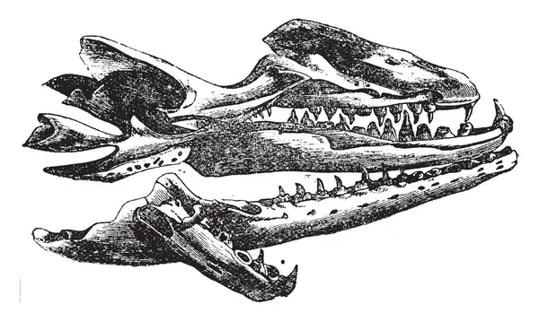 Mososaurus Skull Che Genere Mosasauri Disegno Linee Vintage Illustrazione Incisione — Vettoriale Stock