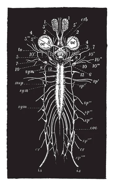 Nervous System Frog Vintage Line Drawing Engraving Illustration — Stock Vector