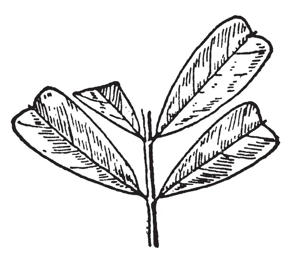 Рисунке Изображен Лист Дерева Магнолия Представляющий Собой Небольшое Дерево Куст — стоковый вектор