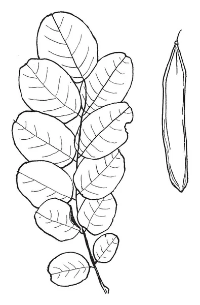 Une Image Montrant Quatorzième Étape Division Cellule Grand Mère Dessin — Image vectorielle