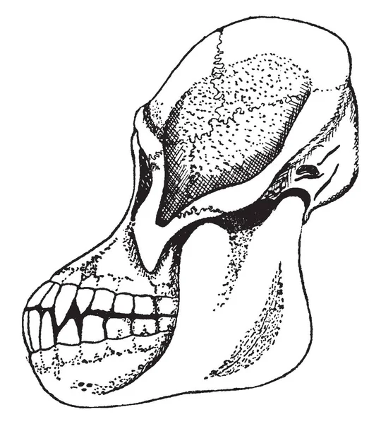 死んだ大人のオランウータン ビンテージの線描画や彫刻イラストの頭蓋骨 — ストックベクタ