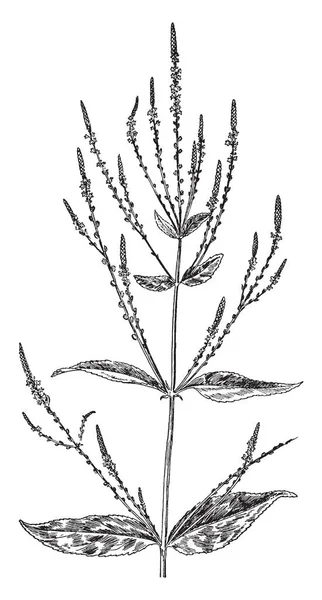 画像は 海草植物を示しています それは地中海の植物 それは薬効がある目的のため使用されます ベースに果実を生成して上の部分は ヴィンテージの線描画や彫刻イラスト — ストックベクタ