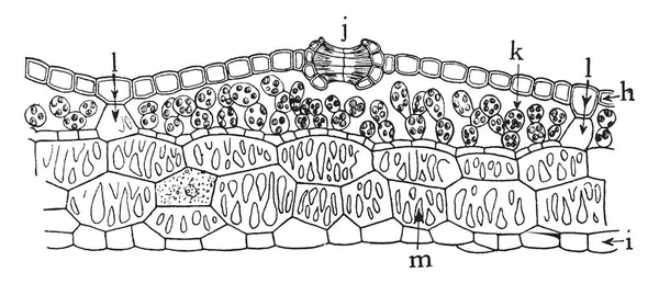 ウェンデル フィリップス 1811 1884 彼はアメリカ廃止論者 彫刻イラストやビンテージ線画弁護士雄弁家は ネイティブのアメリカ人の支持者がいた — ストックベクタ