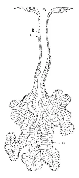这张图代表粘液腺体从舌头 复古线图画或雕刻例证 — 图库矢量图片