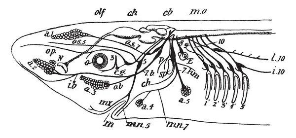 板鰓類 ヴィンテージの線描画や彫刻イラストのチーフの頭蓋神経の側面図 — ストックベクタ