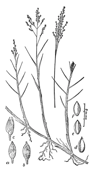 Dit Een Diagram Van Pedaium Stam Die Dwarse Gedeelte Van — Stockvector