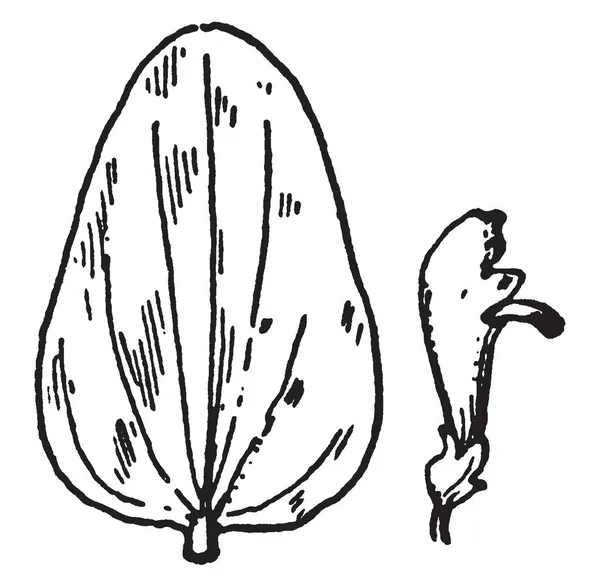 Изображение Ланцетного Листа Лист Длинный Тонкий Верхняя Сторона Листа Острый — стоковый вектор