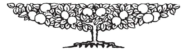 树小玩意儿装饰与果子和叶子 复古线图画或雕刻 — 图库矢量图片