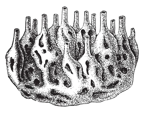 Esponja Colônia Membros Filo Porifera São Irmã Parahoxozoa Desenho Linha — Vetor de Stock