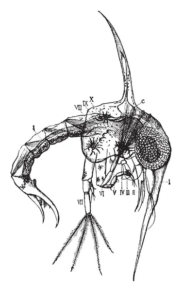 Изображение Представляет Shore Crab Zoaea Рисунок Винтажной Линии Гравировка Иллюстрации — стоковый вектор