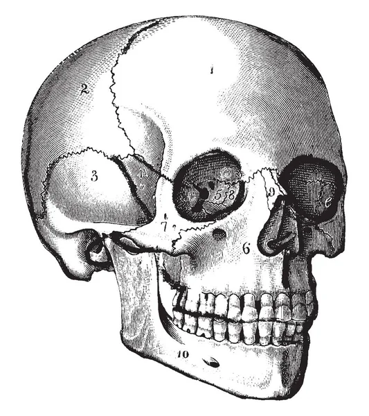 頭蓋骨は基本的に顔の構造を支持し 保護の空洞は ビンテージの線描画や彫刻イラスト — ストックベクタ
