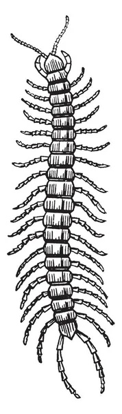 Centipedes São Artrópodes Pertencentes Classe Chilopoda Subfilo Myriapoda Desenho Linha —  Vetores de Stock
