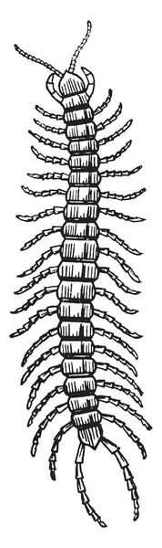 Сороконожки Членистоногие Принадлежащие Классу Хилопод Подфилума Myriapoda Рисование Винтажных Линий — стоковый вектор